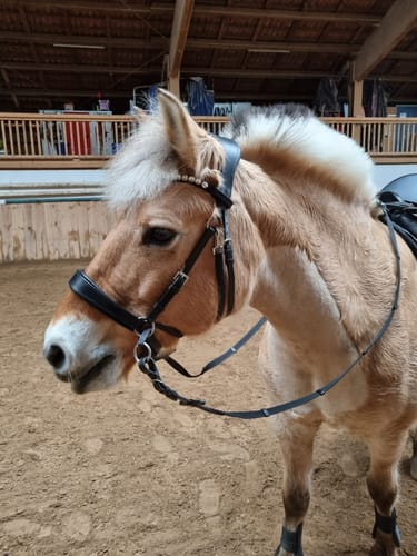 Customer photo review of Harmony Bridle - anatomische gebisslose Trense mit Crystal Stirnband