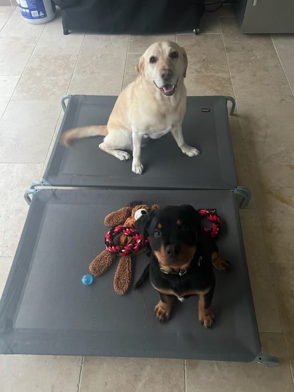 Customer photo review of Pawz Pet Non-toxic Heavy Trampoline