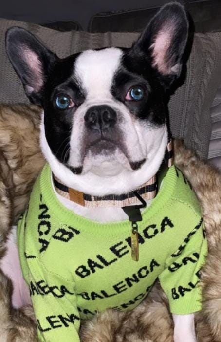 Customer photo review of PAWLENCIAGA NEON SWEATER