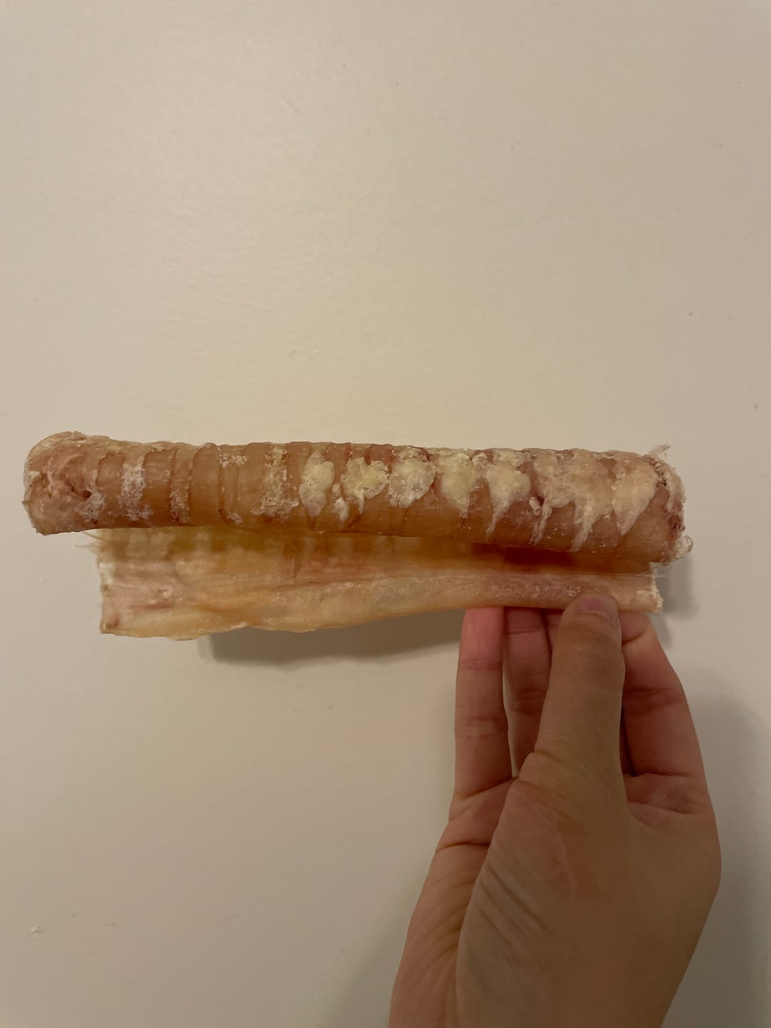 Customer photo review of 12 Inch Beef Trachea