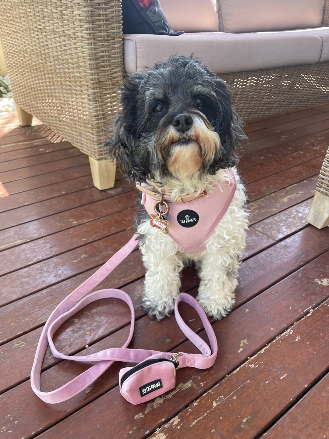 Customer photo review of Pink Velvet Dog Harness