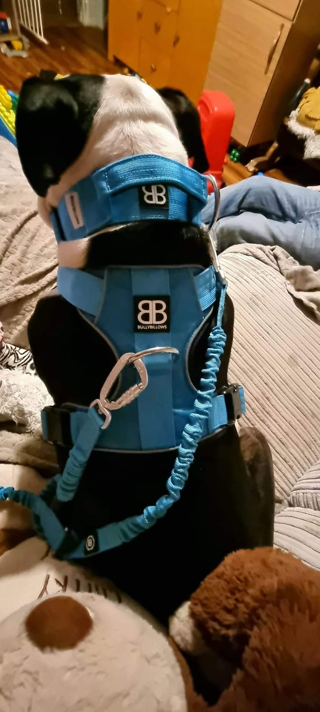 Customer photo review of Premium Comfort Harness | Non Restrictive & Adjustable - Light Blue