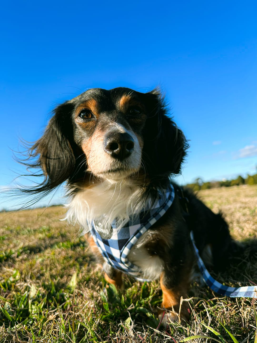 Customer photo review of Captain Dog Harness