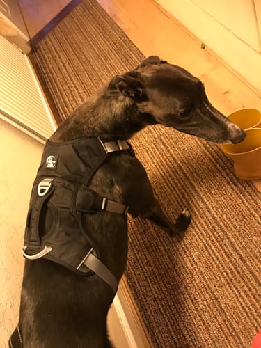 Customer photo review of Sighthound Escape Proof Harness
