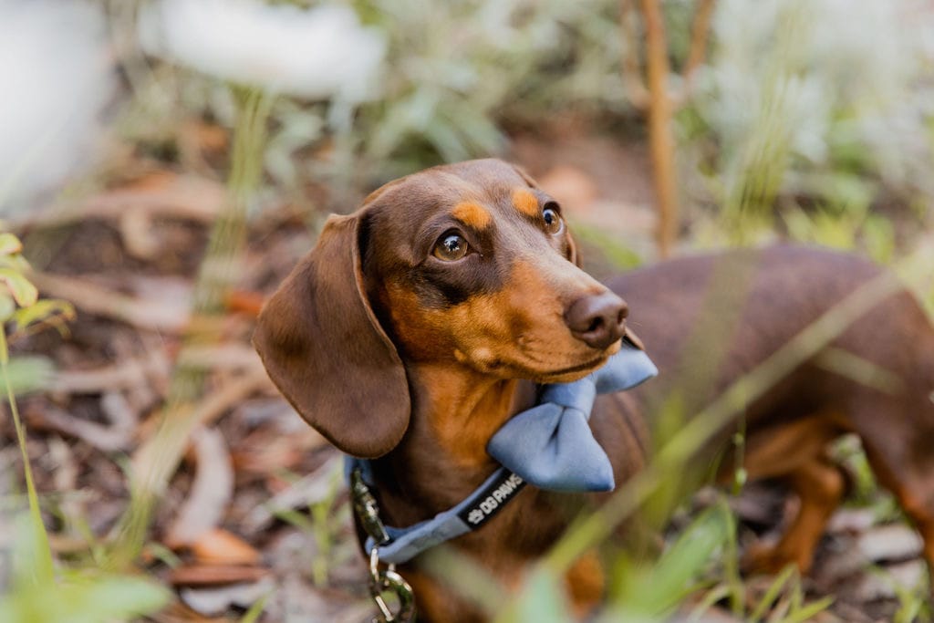 Customer photo review of Blue Velvet Dog Lead
