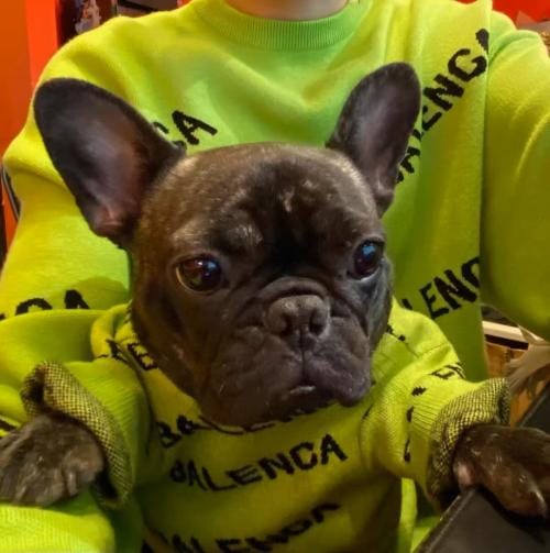 Customer photo review of PAWLENCIAGA NEON SWEATER