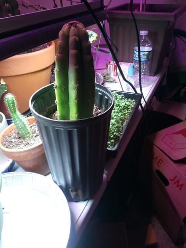 Customer photo review of San Pedro Cactus | Echinopsis (Trichocereus) pachanoi