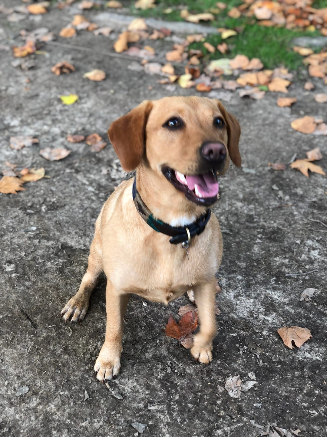 Customer photo review of British Venison Dry Food