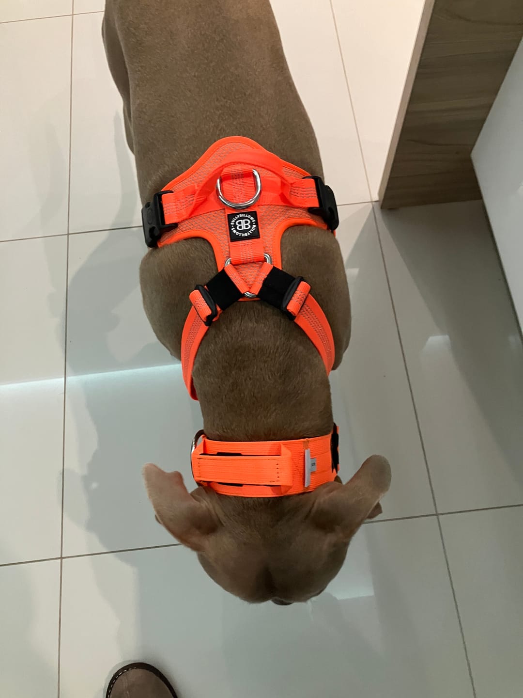 Customer photo review of 5cm Combat® Collar | With Handle & Rated Clip - Orange v2.0
