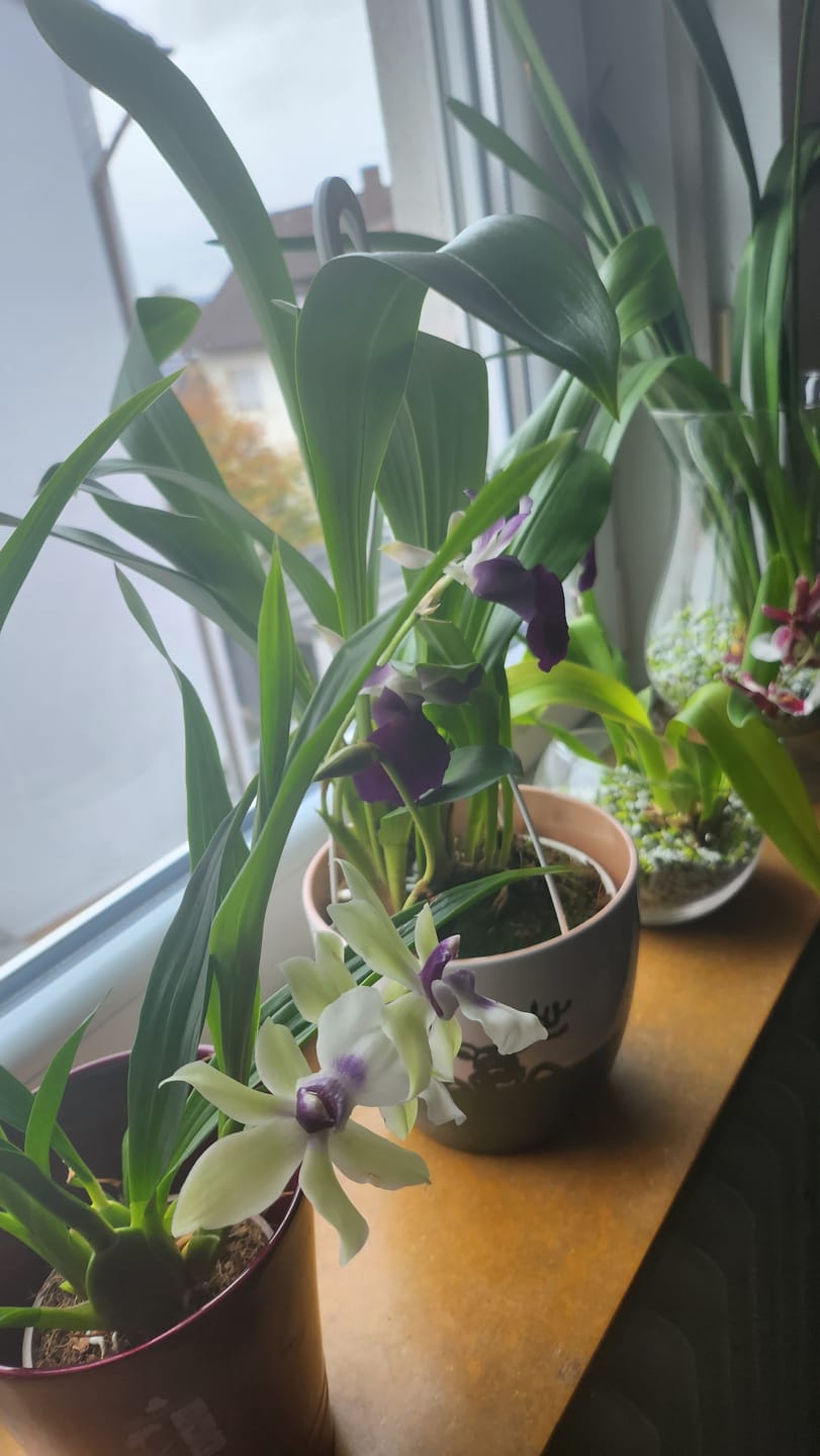 Customer photo review of Cochleanthes im Ampeltopf mit weiß-blau-violetten Blüten