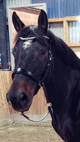 Customer photo review of Harmony Bridle - gebisslose Trense