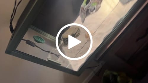 Customer video review of 50 Gallon Reptile Enclosure 36x18x18_Earthy Green