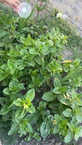 Customer photo review of Senora Zinnia Seeds