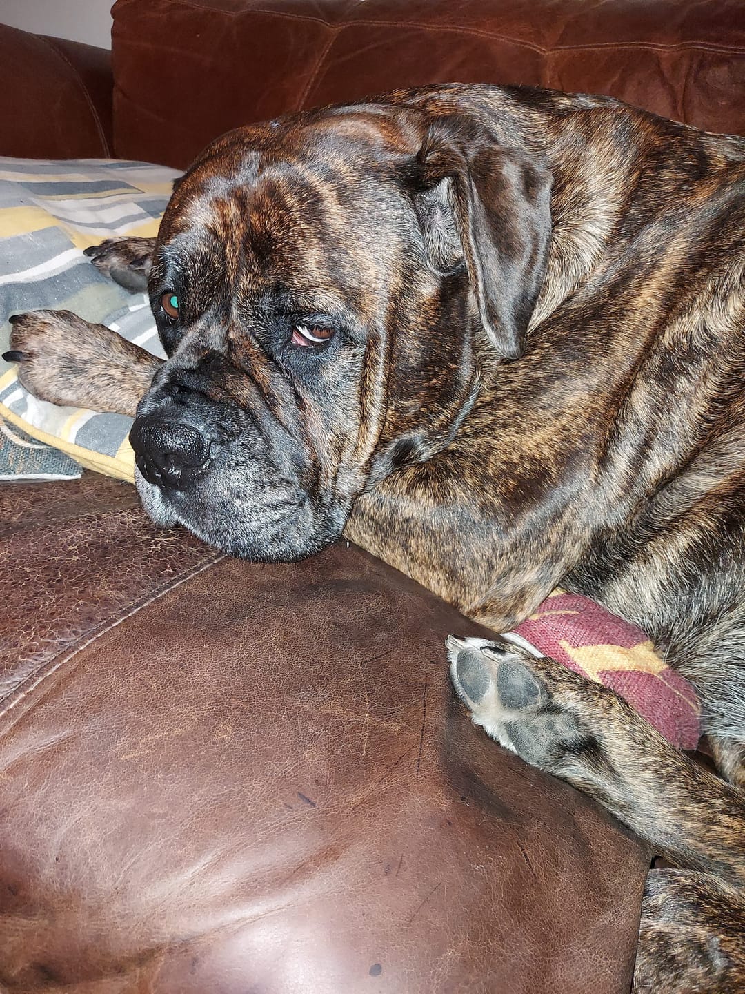 Customer photo review of English Duck Dry Food
