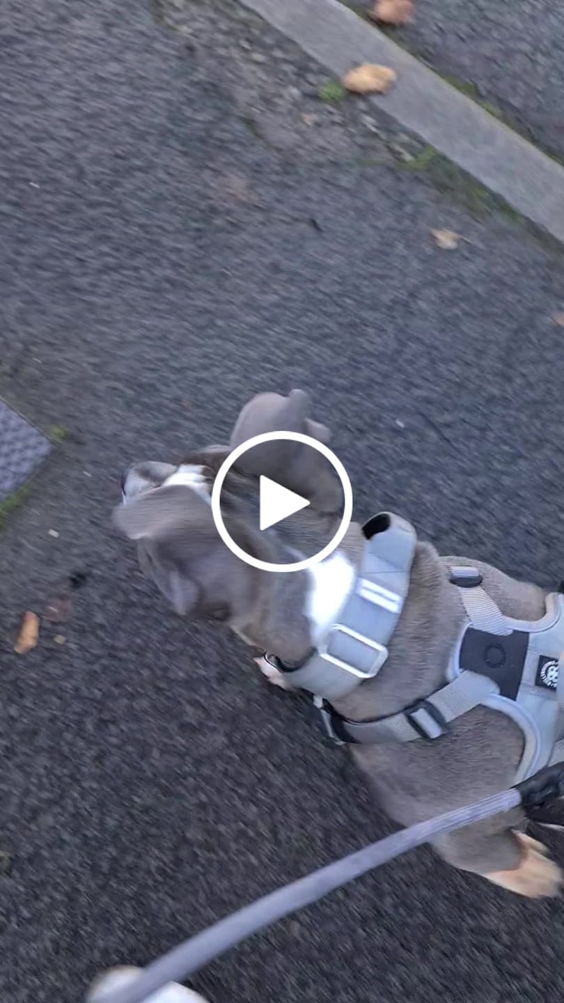 Customer video review of Hurricane Harness - Non Restrictive, With Handle, Adjustable & Reflective - All Breeds - Grey