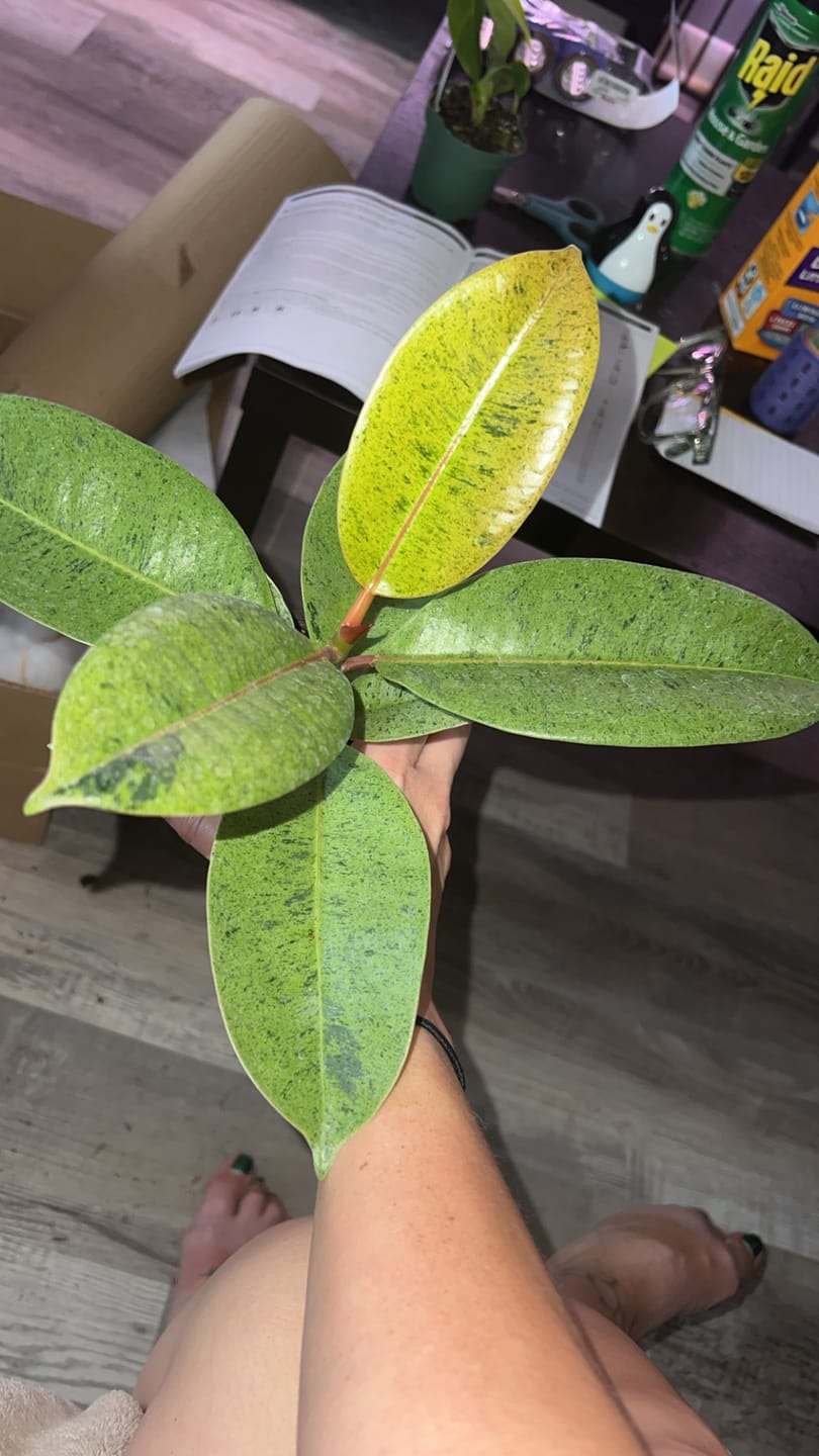 Customer photo review of Ficus elastica 'Shivereana'