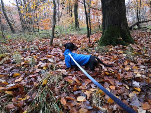 Customer photo review of Rope Lead - Midnight Bell