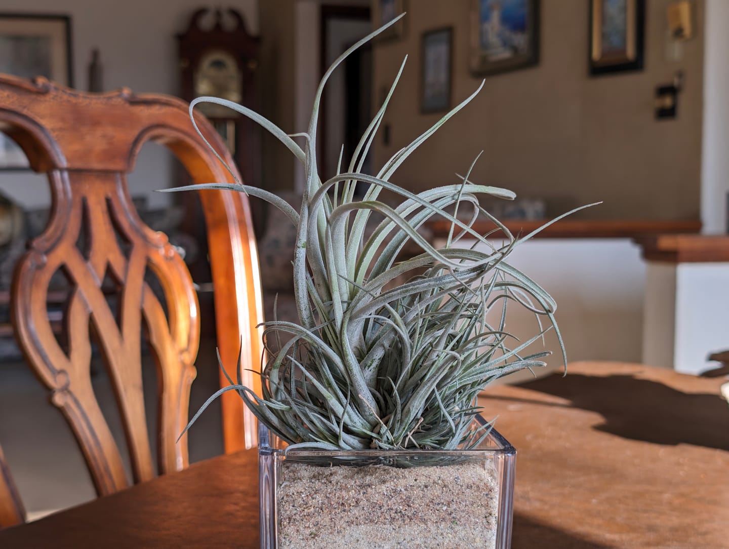 Customer photo review of Lorentziana Clump