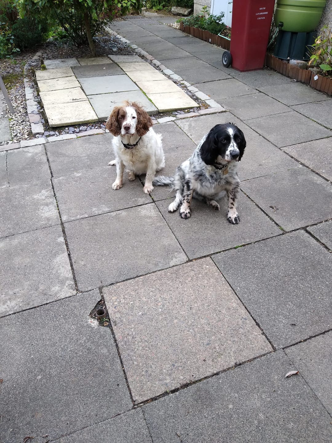 Customer photo review of British Venison Dry Food