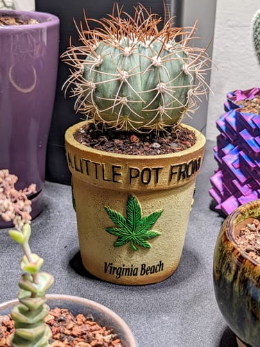 Customer photo review of Turks Cap Cactus | Melocactus azureus