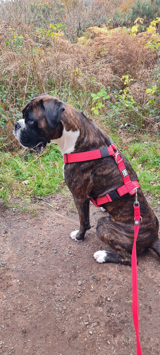 Customer photo review of TRI-Harness® | Anti-Pull, Adjustable & Durable - Dog Trainers Choice - Red v2.0