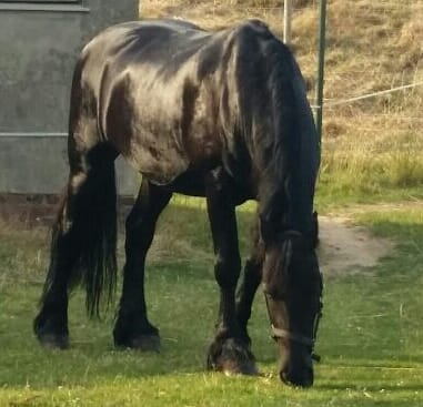 Customer photo review of Kristallkraft Brave Horse