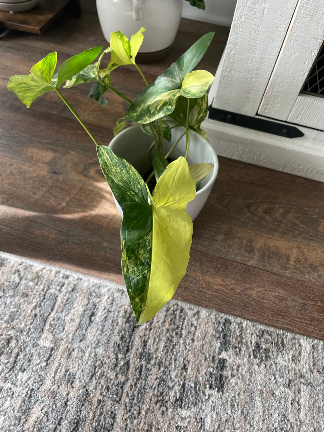 Customer photo review of Syngonium podophyllum aurea variegata