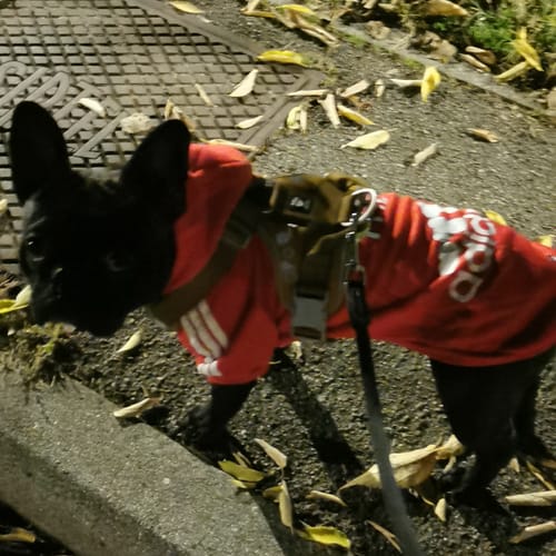 Customer photo review of Felpa "Adidog" Rossa Personalizzabile con Nome