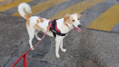 Customer photo review of No-Pull Paw Harness™