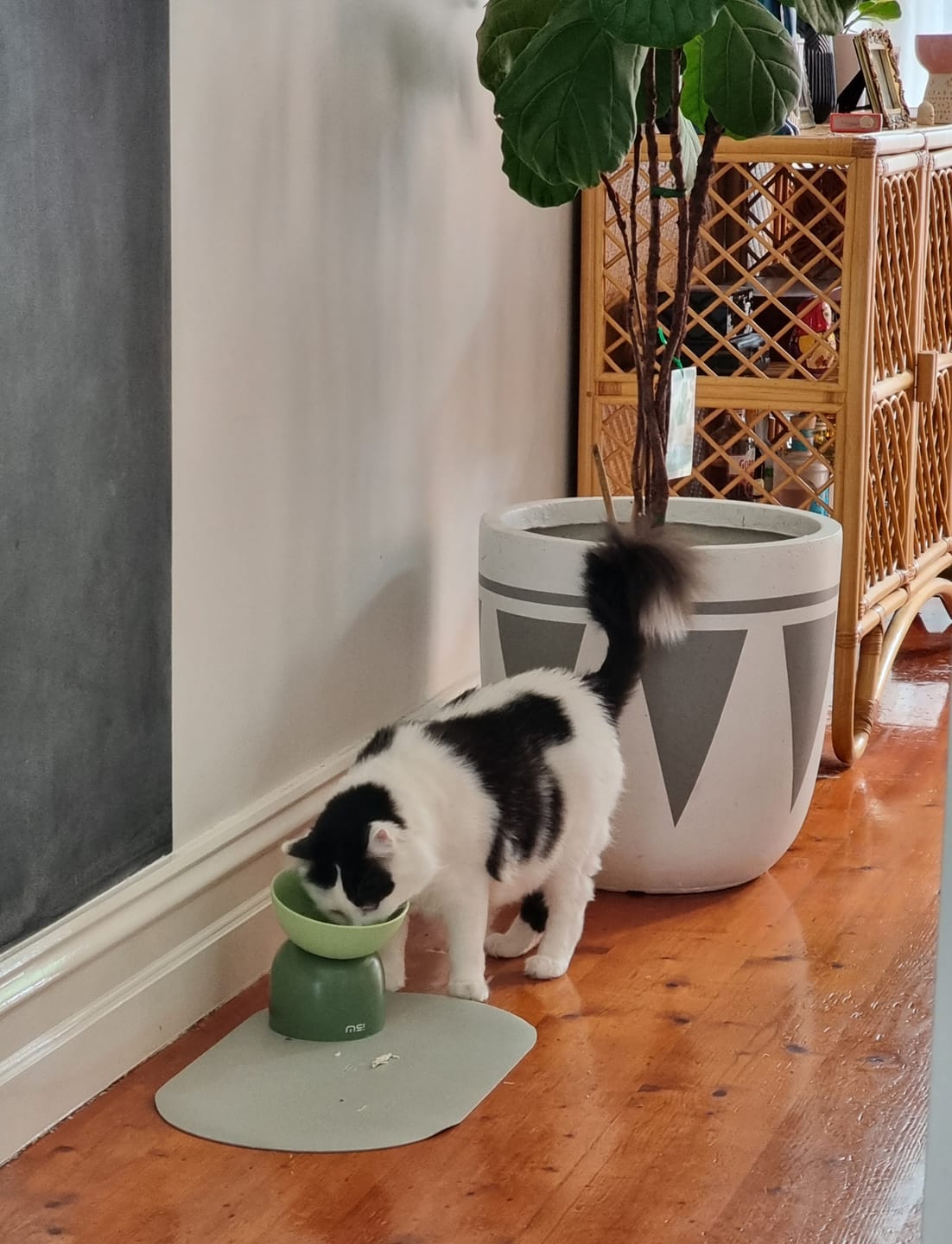 Customer photo review of Makesure Sugar Bean Ceramic Double Pet Bowls For Cat and Small Dogs