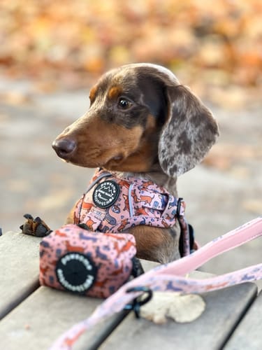 Customer photo review of Tough Trails™ Harness - Coffee Beans + Little Weens - Brown