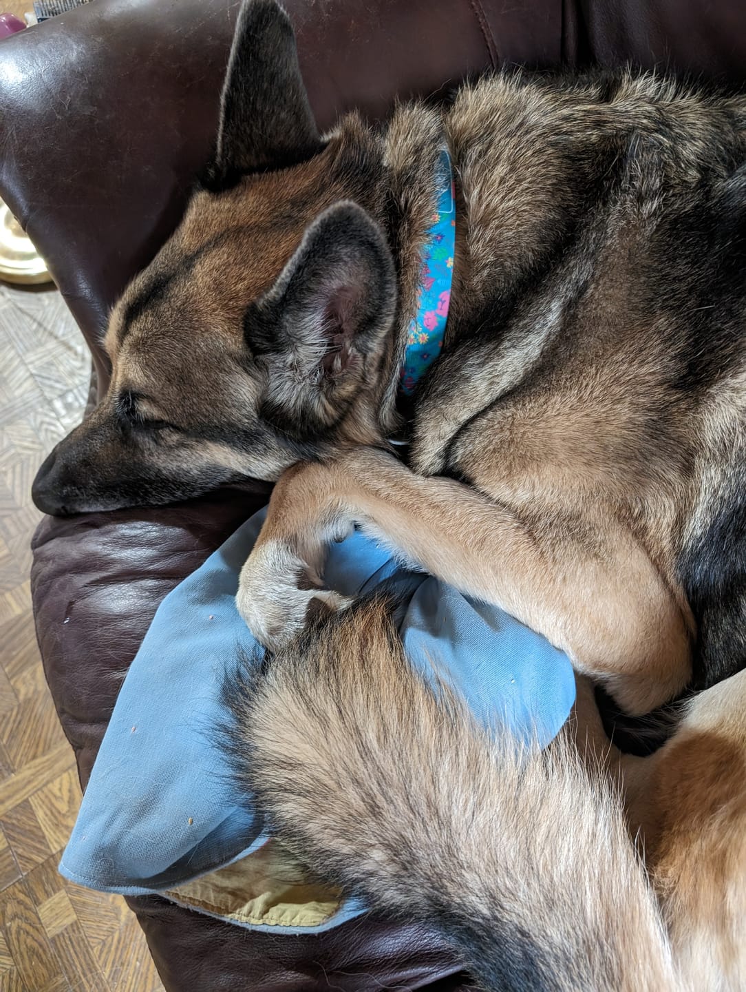 Customer photo review of Wildflowers Dog Collar