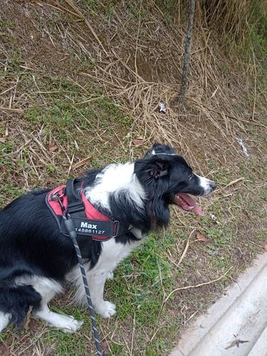 Customer photo review of No-Pull Paw Harness™