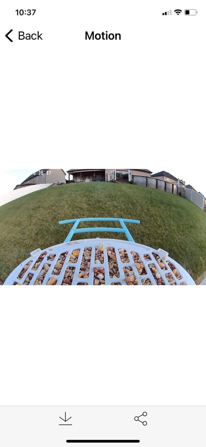 Customer photo review of Birdfy Bird Seed Guard