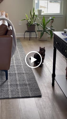 Customer video review of Interactive Bird Simulation Cat Toy Set