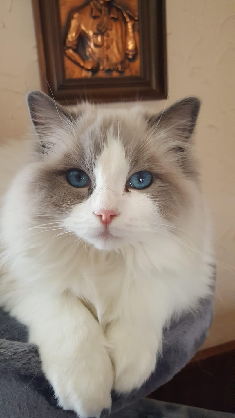 Customer photo review of Échantillon de croquettes riches en poisson (chat stérilisé)