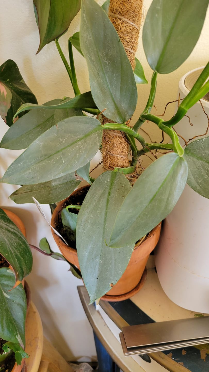 Customer photo review of Philodendron hastatum "Silver Sword"