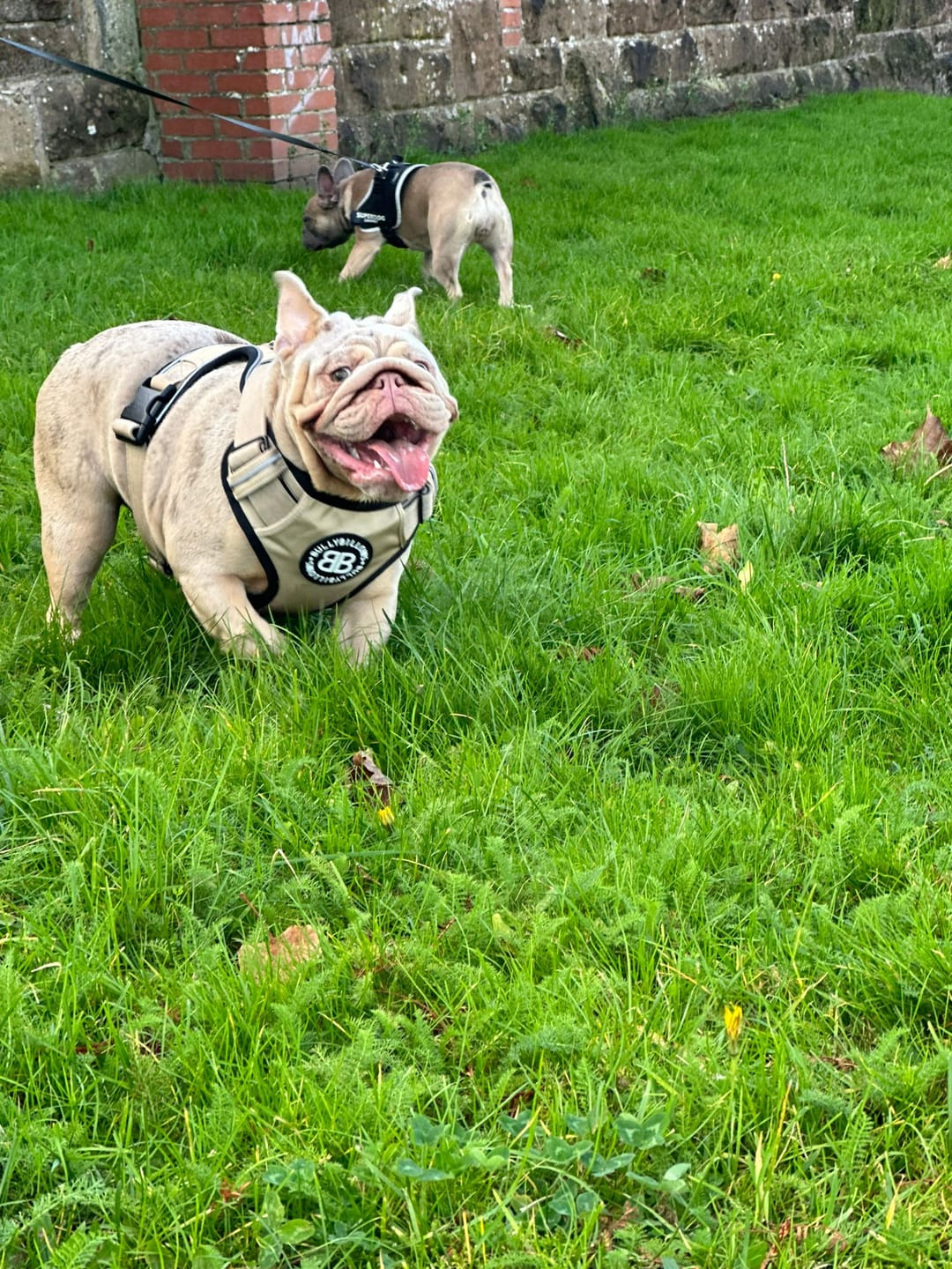 Customer photo review of Premium Comfort Harness | Non Restrictive & Adjustable - Light Military Tan