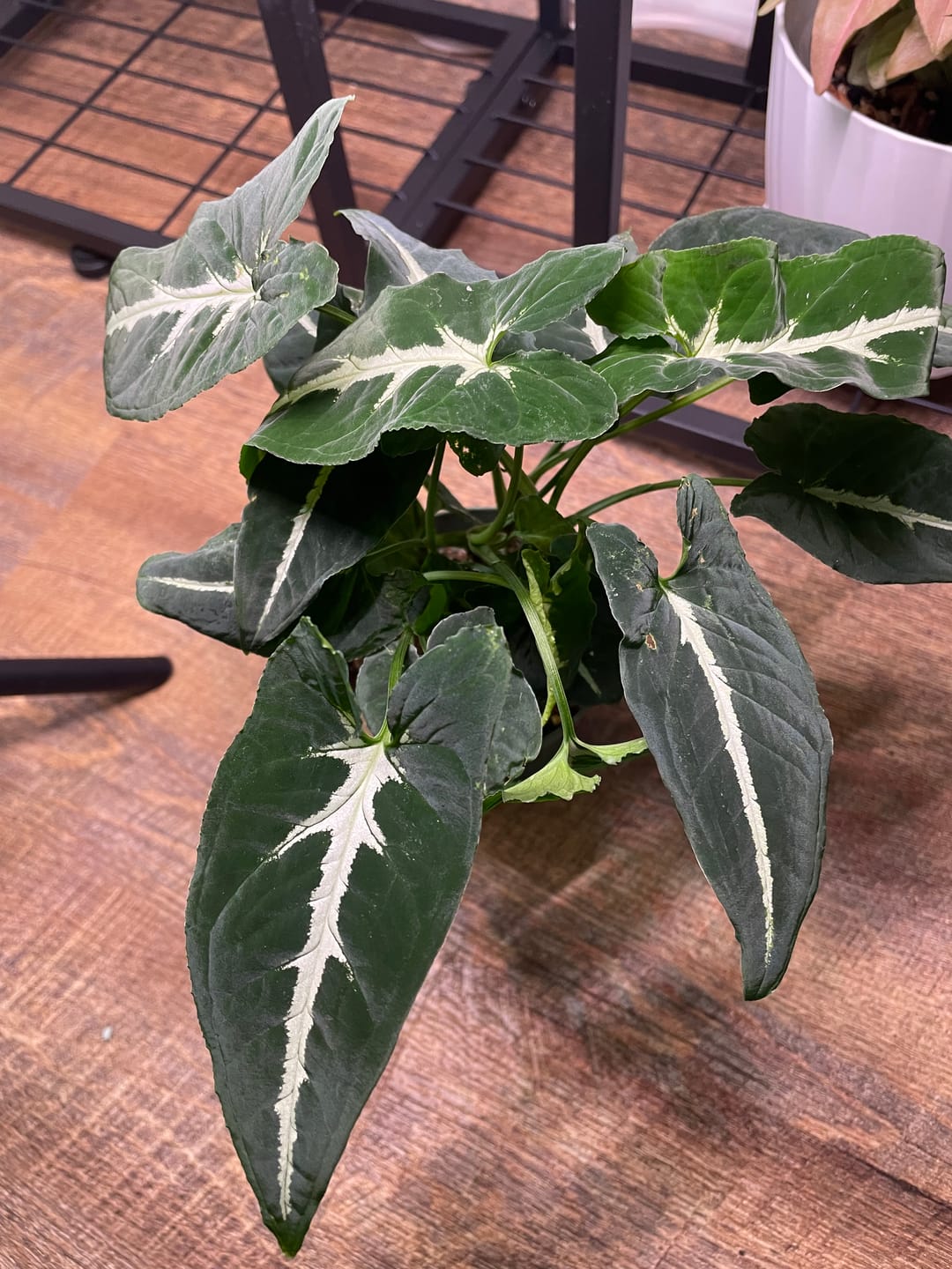 Customer photo review of Syngonium wendlandii