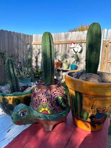 Customer photo review of Cactus Collector Variety Packs | Trichocereus Cactus Variety Packs