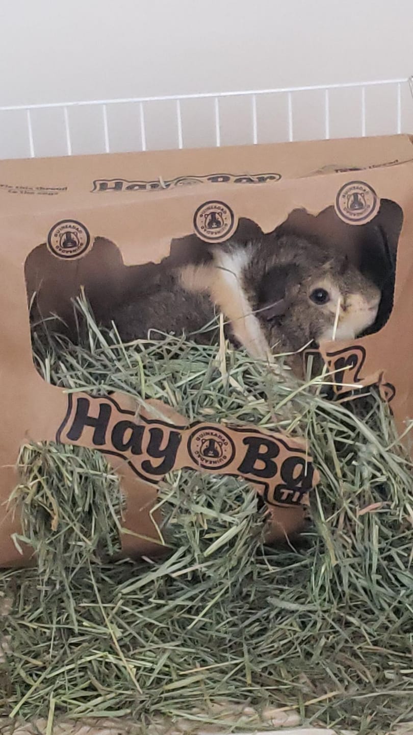 Customer photo review of Subscription Timothy Hay Bar for Guinea Pigs (5 Pack)