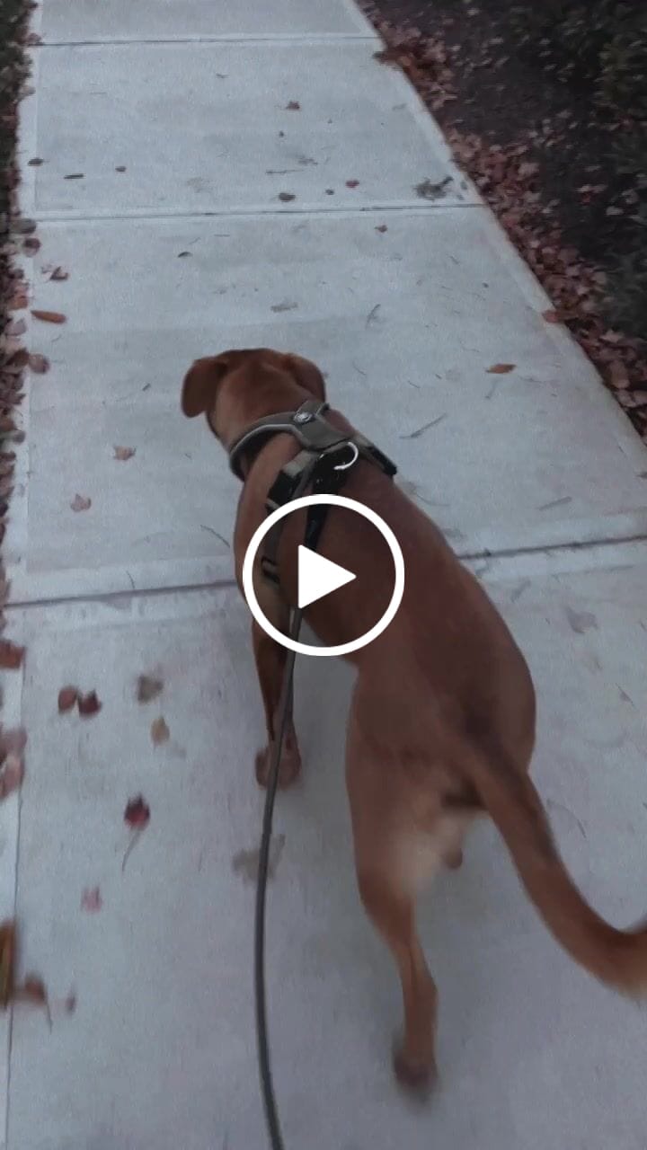 Customer video review of RR - Slip on Padded Comfort Harness | Non Restrictive & Reflective - Khaki