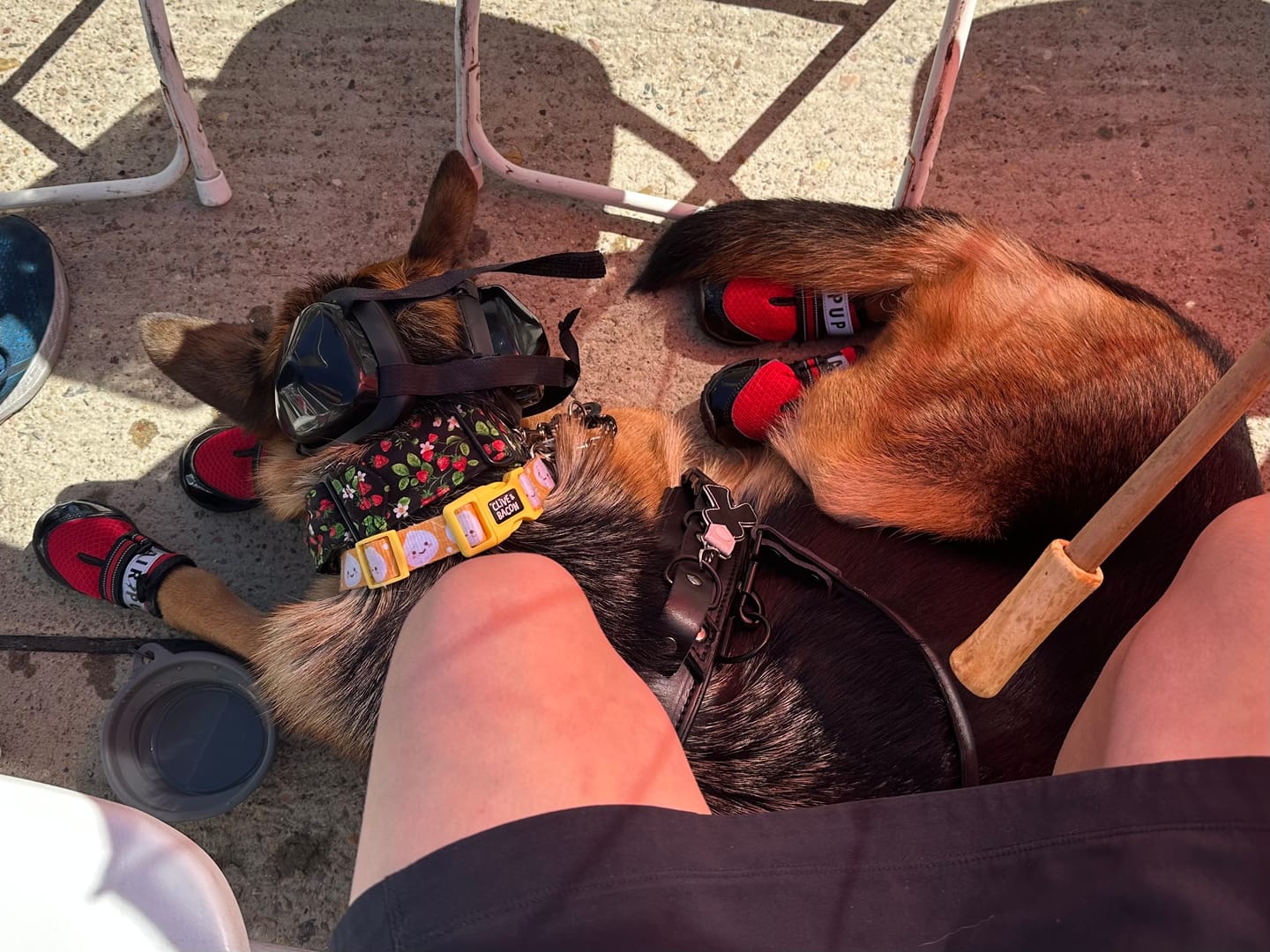 Customer photo review of AIR PUP SOCKS / BOOT LINERS