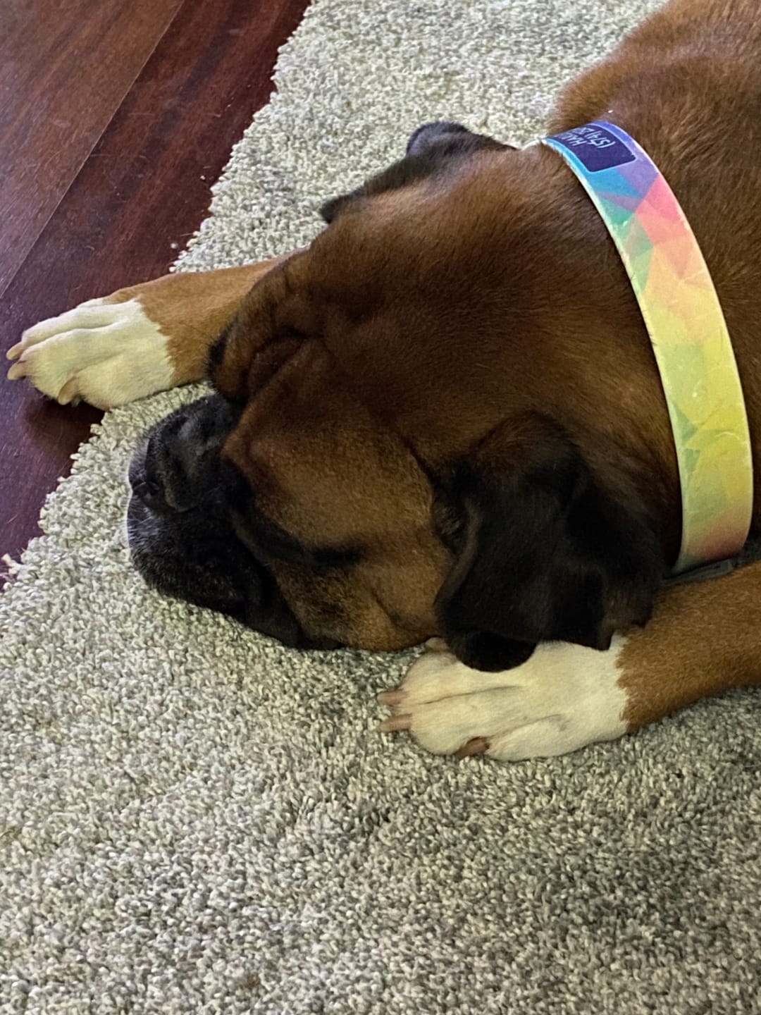 Customer photo review of Geometric Dog Collar