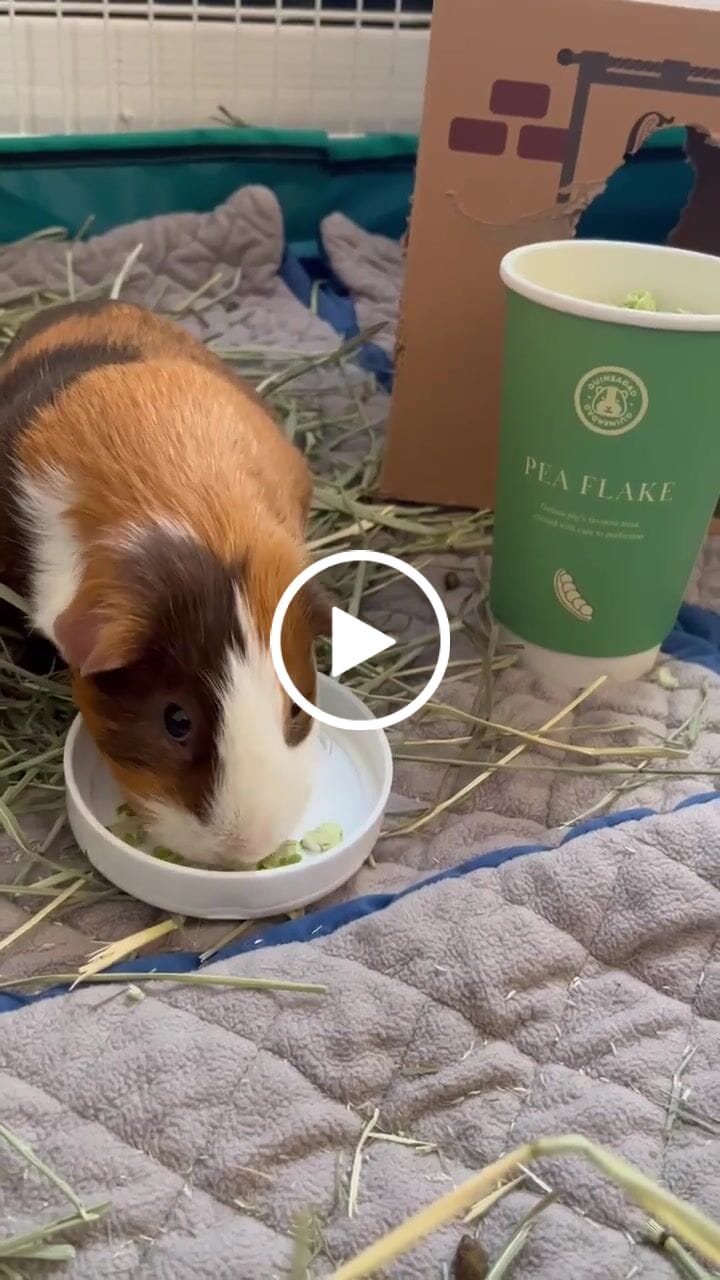 Customer video review of Pea Flakes Treat Cup