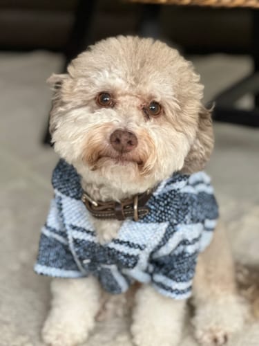 Customer photo review of Playa Poncho - Surprise Color