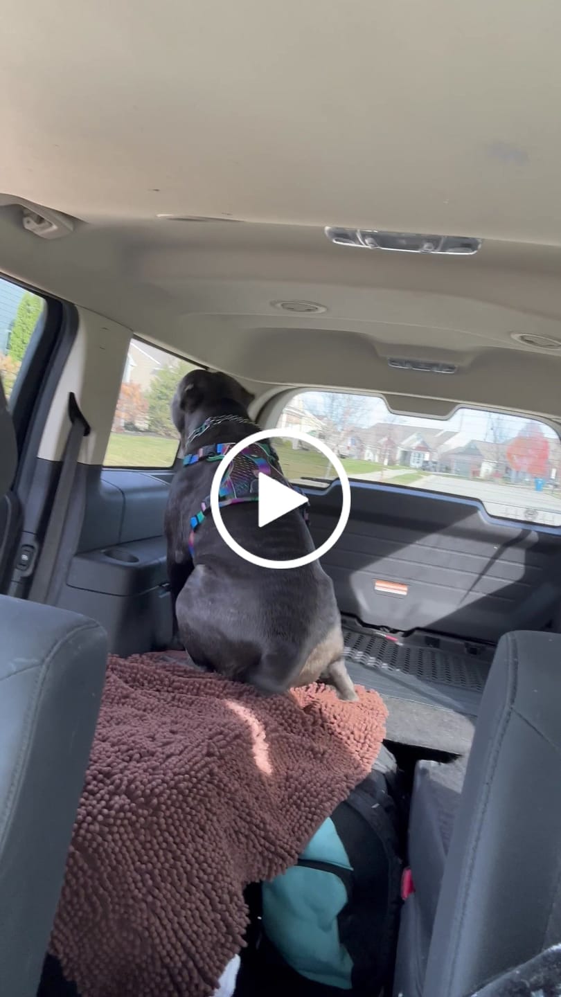 Customer video review of Adventure Leather Harness