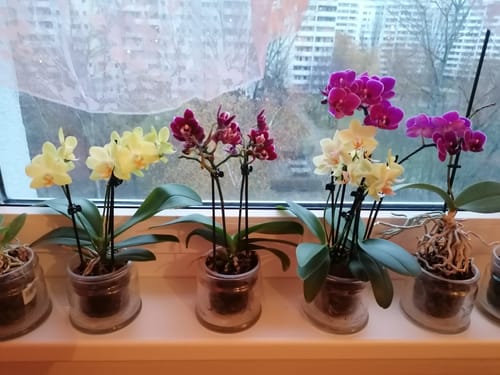 Customer photo review of Table Dance La Paz mit gelben wachsartigen Blüten und 3+ Stielen