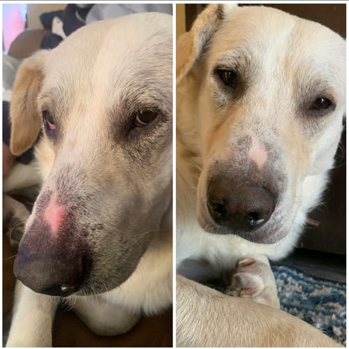 Customer photo review of Pure Salmon Oil