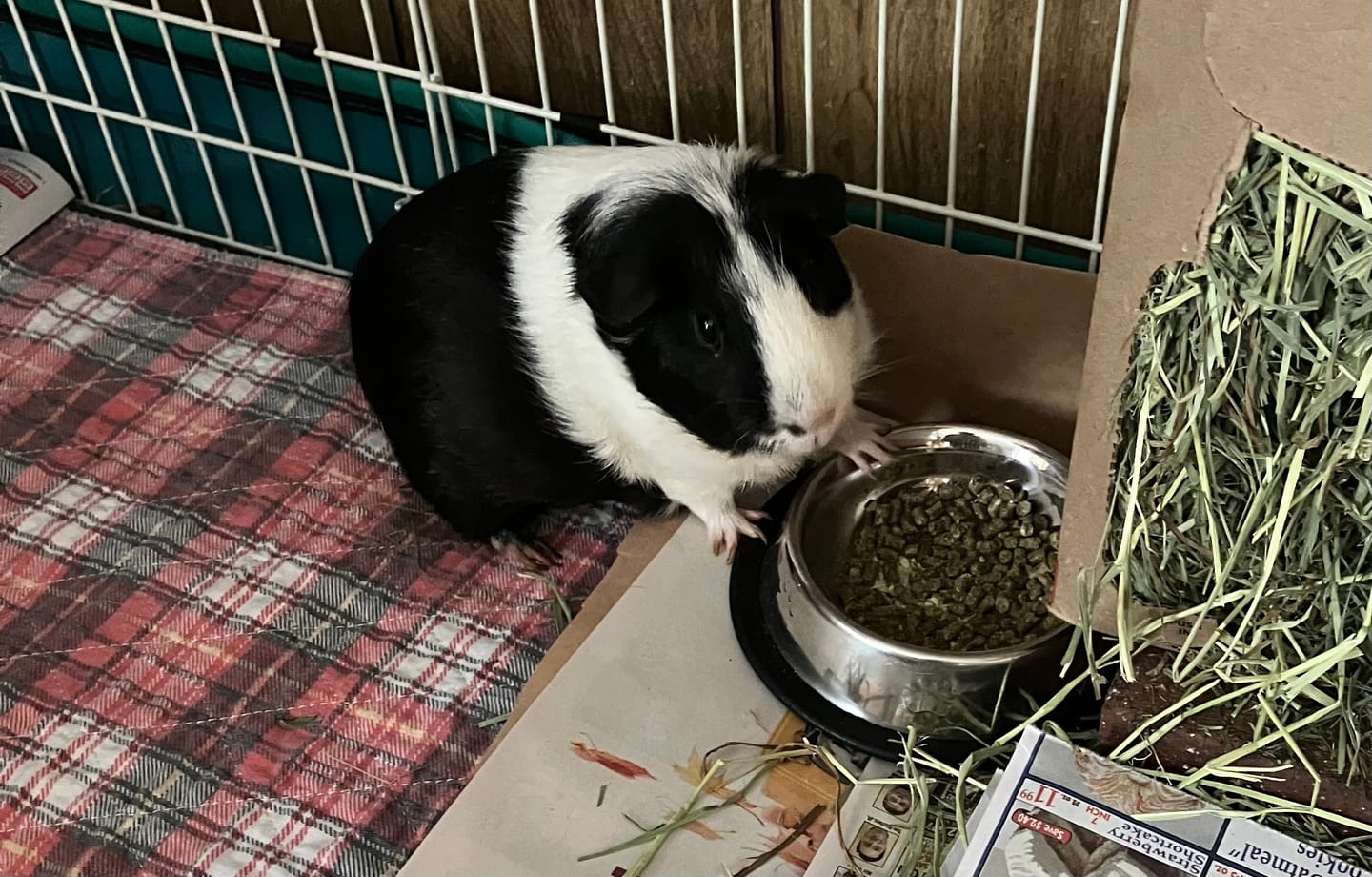 Customer photo review of Pea Flakes Treat Cup
